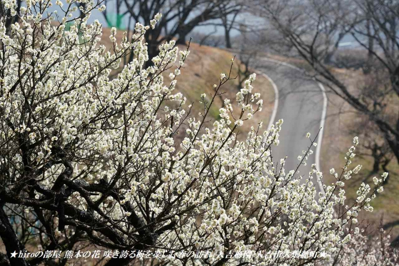 hiroの部屋　熊本の花 咲き誇る梅を楽しむ春の訪れ 人吉梅園 人吉市大畑麓町