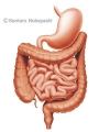 腸の全景図