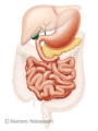 小腸の図