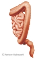 腸側面図