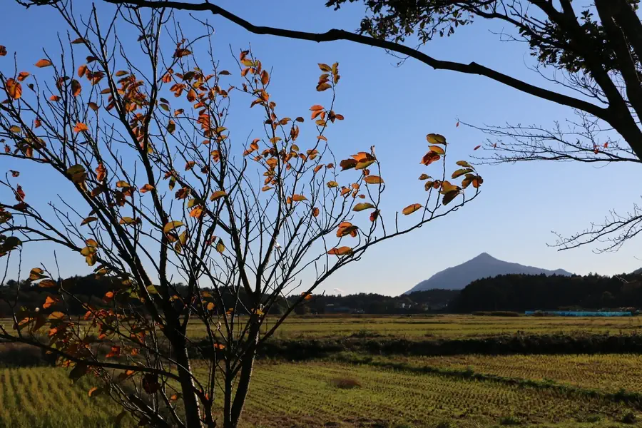 上堰潟公園の黄葉した木の向こうに見える秋の田と多宝山