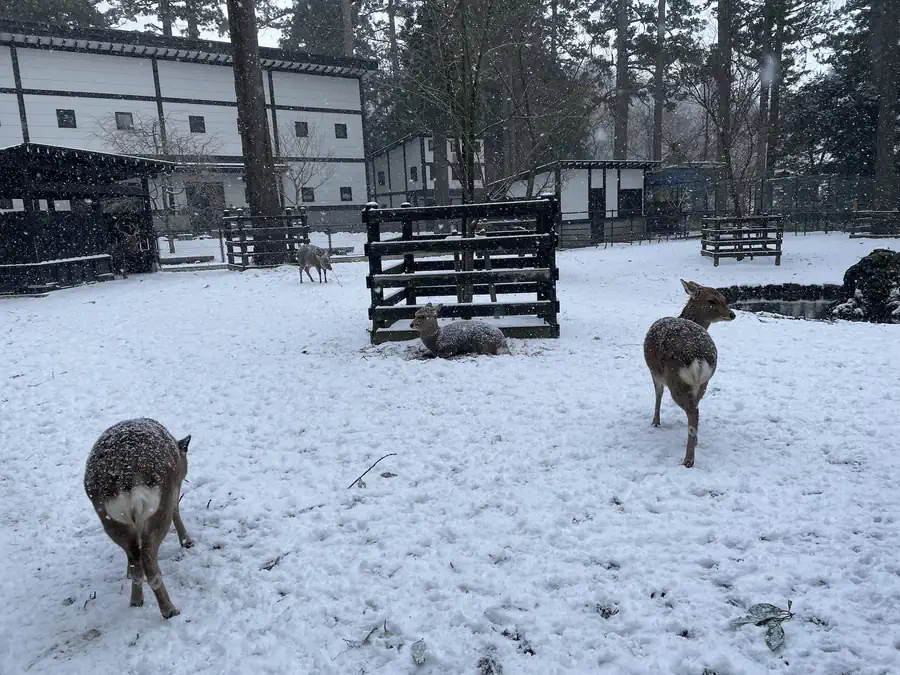 一面に雪が降り積もった彌彦神社鹿苑の様子
