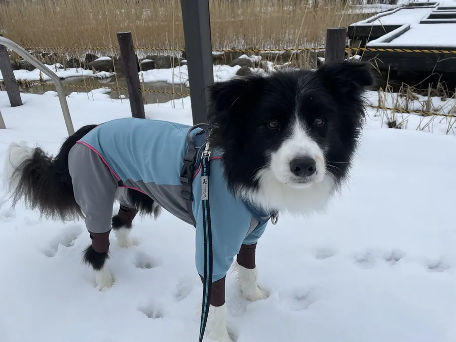 レインドッグガードを着て雪の中散歩をするDawn太