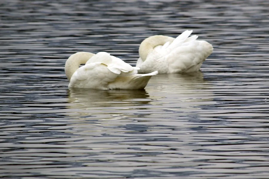 湖の真ん中でシンクロするように羽づくろいをしている二羽の白鳥