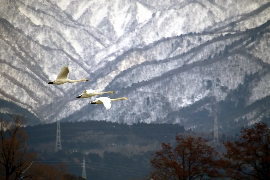 雪山をバックに飛ぶ二羽の白鳥