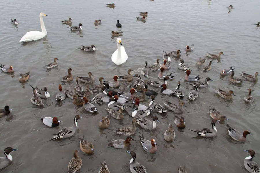 観光客のまく餌に集まる瓢湖の水鳥たち