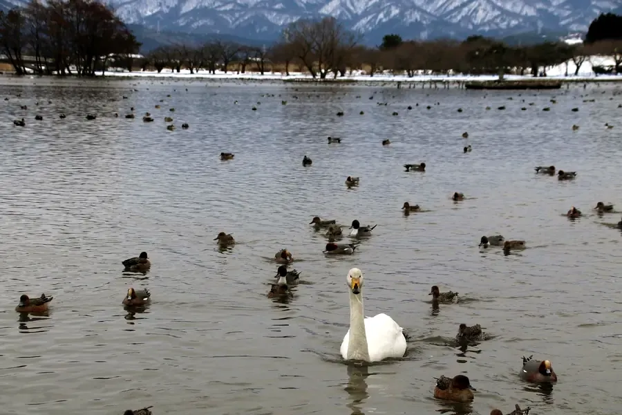 白鳥よりも鴨の数の多い昼間の瓢湖