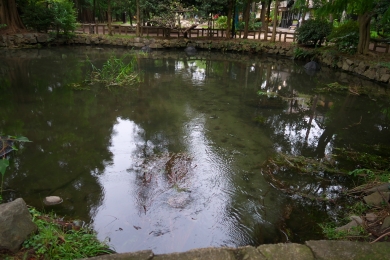 ひょうたん池の透明度
