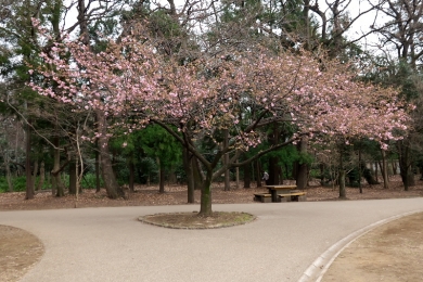 井の頭公園西園の河津桜