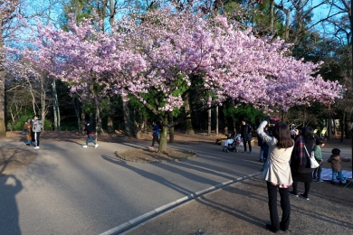 20200224井の公西園桜