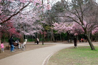 かすみ草的な桜の花