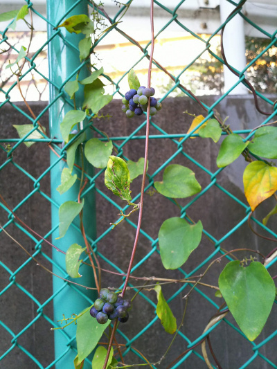 DSC_9336アオツヅラフジの黒紫の実と葉_400