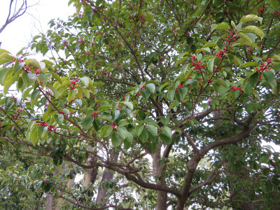 IMG_0435隣のクロガネモチの木は実は少ない_400