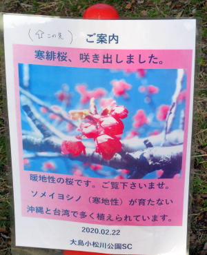 IMG_0653寒緋桜の案内_300