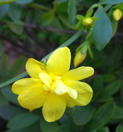 DSC_1855_0307S公園ウンナンオウバイの黄色い花Zoom_400