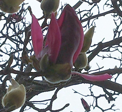 DSC_1873_0307S公園シンボルツリーのモクレンが咲き初めZoom_400