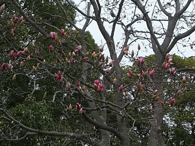 DSC_1870-1_0307S公園シンボルツリーのモクレンが咲き初めCUT_400