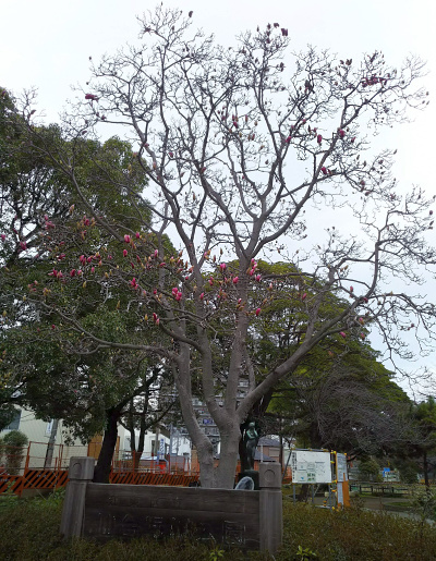 DSC_1870_0307S公園シンボルツリーのモクレンが咲き初め_400