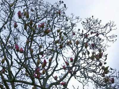 DSC_1871_0307S公園シンボルツリーのモクレンが咲き初め_400