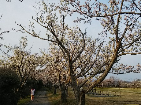 20200403桜満開