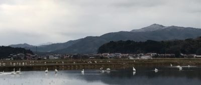 ランニング途中に撮影した白鳥と雪をかぶった京羅木山