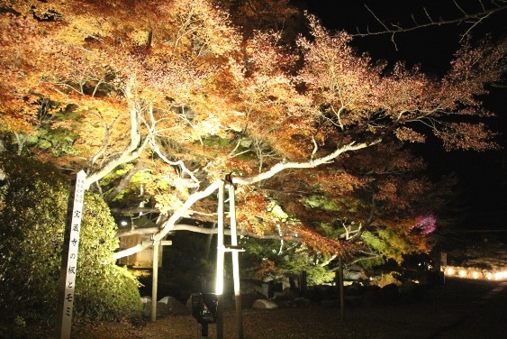 宝蔵寺の楓