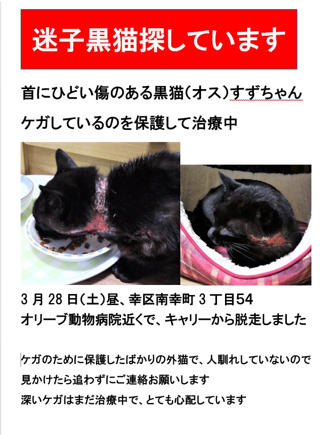 2020-3-29迷子黒猫すずちゃんポスター2