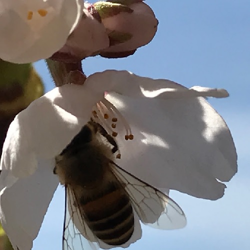 桜ハチ