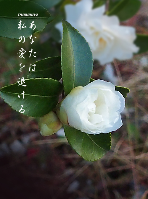 191129白い山茶花